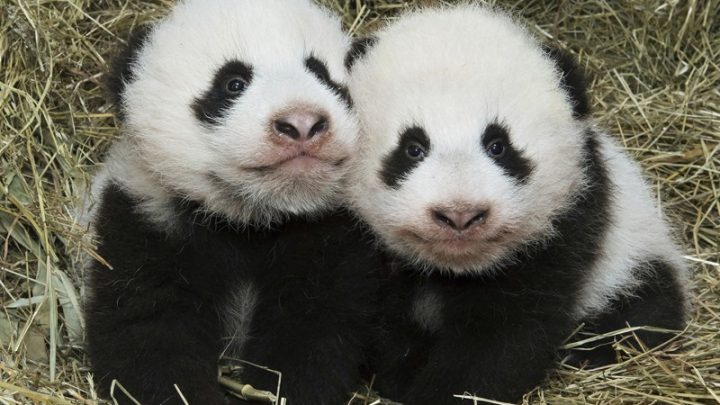 Panda Eco Adventure